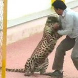 Leopardo que hirió a seis personas en India se escapa del zoológico