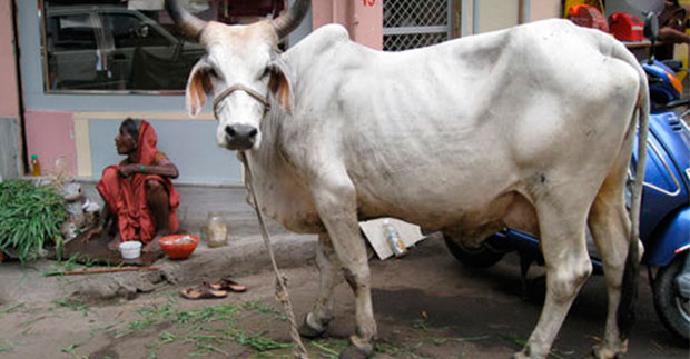 Propiedades medicinales orina vacas