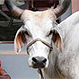 Propiedades medicinales y hasta “restos de oro” tendría la orina de las vacas en India
