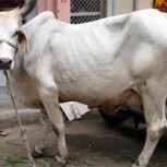 Propiedades medicinales y hasta “restos de oro” tendría la orina de las vacas en India