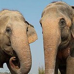 Esperanzador gesto: Voluntarios tejen abrigos para elefantes rescatados en India