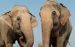 Esperanzador gesto: Voluntarios tejen abrigos para elefantes rescatados en India