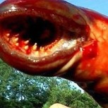 Terror: ¿Monstruo marino en la costa de Nueva Jersey?