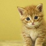 10 curiosidades muy raras para conocer y compartir