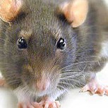 Especie de rata mutante de gran tamaño y resistente al veneno atemoriza a la población