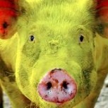 Polémica por científicos que crearon cerdos que brillan en la oscuridad