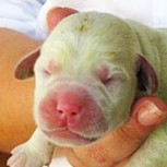 Los perros verdes sí existen: Insólito nacimiento en España