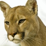 Puma causa consternación: Tiene colmillos en parte trasera de la cabeza