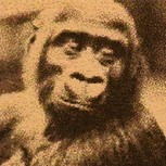Conoce a John Daniel: La curiosa historia del gorila que iba a la escuela como cualquier niño