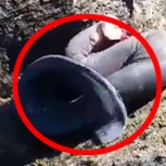 Extraña criatura es encontrada en costas chilenas: La llaman “devora cadáveres”