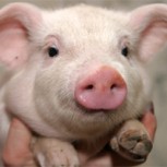 Extraño nacimiento de un cerdo con rostro de mono alarma a pobladores