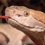 Encuentran serpiente de dos cabezas en Estados Unidos: Expertos lo explican