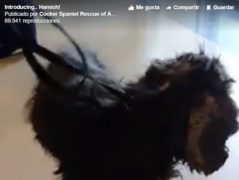 Perro