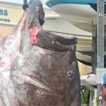 Capturan un pez gigante de 50 años y 160 kilos: Especie en peligro de extinción provocó sorpresa mundial