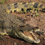 En Ruanda hombre no respetó la cuarentena y se fue a pescar: Lo devoró un cocodrilo