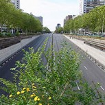Madrid es “acechada” por la naturaleza en medio de crisis por coronavirus: Fotos muestran su nueva cara