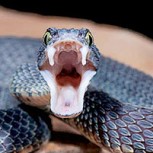 Serpiente de dos cabezas, perteneciente a una peligrosa especie, fue encontrada en India