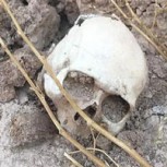 Encuentran cráneo de mujer de hace unos 5.600 años en una cueva italiana