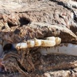 Misteriosa bestia marina de cuatro toneladas fue encontrada en una playa de Gales