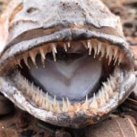 Misteriosa criatura marina con dientes afilados y lengua de gran tamaño llama la atención de bañistas