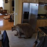 Video: Dos pequeños perros ahuyentaron valientemente a uno oso que había entrado a la casa de sus dueños