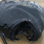 Monstruoso pez fue encontrado en las costas de California: Parece sacado de una película de terror