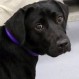 Lulu: La famosa perra labradora que fue “despedida” por la CIA de su programa de entrenamiento
