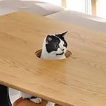 Esta es la mesa soñada por amantes de los gatos: Japoneses presentaron diseño pensado en los felinos
