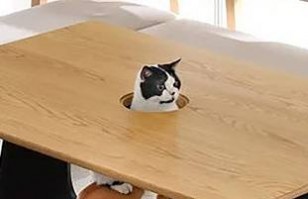 Esta es la mesa so&ntilde;ada por amantes de los gatos: Japoneses presentaron dise&ntilde;o pensado en los felinos