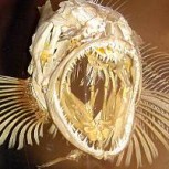 Conoce al feroz pez “cocodrilo” que tiene 555 dientes los que no paran de cambiar
