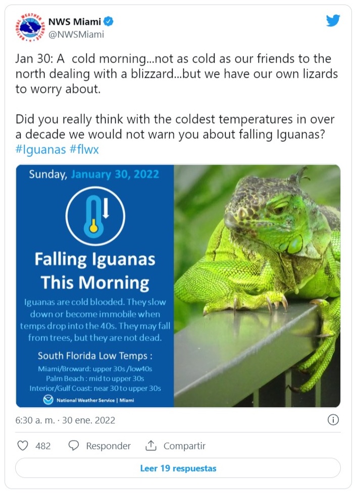 Iguana1