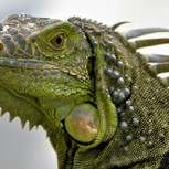 ¿Una lluvia de “iguanas congeladas”? Insólito hecho sorprendió a Estados Unidos
