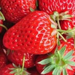 Conoce la historia de la frutilla más “robusta” del mundo: ¿Cuánto pesa?