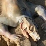 Australiano encontró una rarísima criatura en la playa: Aún no ha podido ser identificada