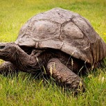 Tortuga gigante quedó atrapada y bloqueó las vías del tren