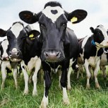 Mujer sufre aterradora experiencia en Inglaterra: Es atacada por 20 vacas