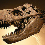 Encuentran fósil del dinosaurio con el cuello más largo hasta ahora: ¡Es como el de seis jirafas!