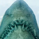 Encuentran milenaria arma construida con dientes de tiburón
