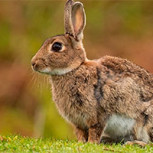 ¿Conejos zombis? Alarma generó una foto que muestra la “transformación” de estos animales