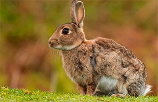 ¿Conejos zombis? Alarma generó una foto que muestra la “transformación” de estos animales