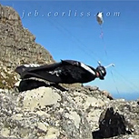 Las espectaculares imágenes del accidente de Jeb Corliss