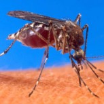 Repelente para zancudos ¿Cómo hacer una preparación casera?