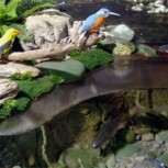 Ecosistema: Claves para entender este concepto