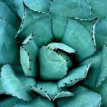 10 Beneficios del Aloe Vera: Conoce las cualidades de esta popular planta