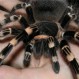 Arañas: 10 datos muy llamativos sobre este temido invertebrado