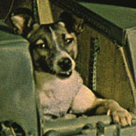 El sacrificio de Laika, ¿qué pasó con la perra cosmonauta?
