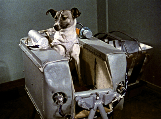 Resultado de imagen para perra laika astronauta