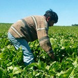 ¿Compra estratégica de fertilizantes y trigo? La crisis alimentaria que podría perjudicar a Chile