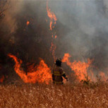 Incendios en Chile: Cifras y consecuencias para el sector agrícola y forestal