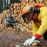 Royalty forestal: Radiografía a la iniciativa y viabilidad de la idea que genera discrepancias en el Gobierno